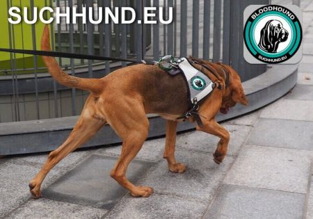 Verein SUCHHUND.EU - Rettungshunde